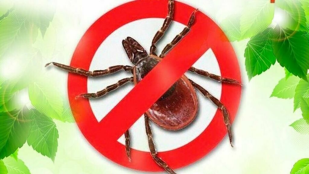 Студентам рассказали про клещевые инфекции