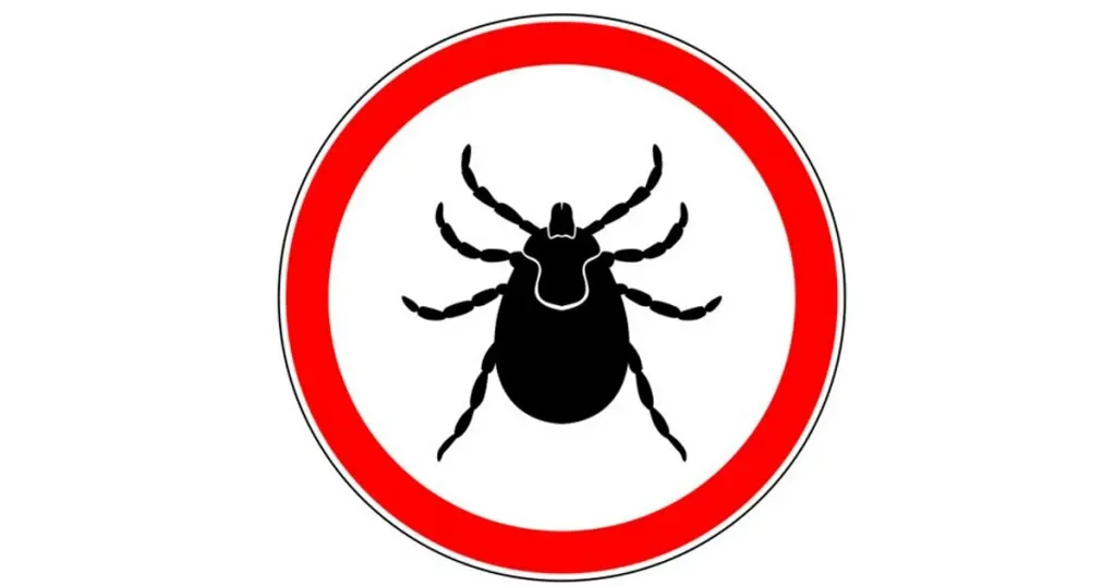 В&nbsp;чем опасность укуса клещом?